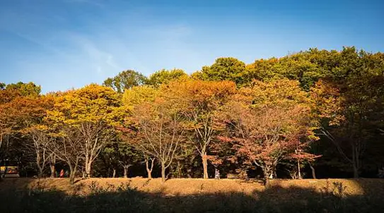 분당중앙공원